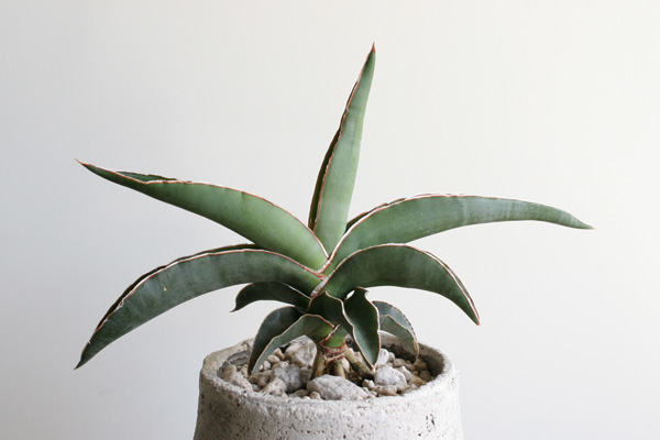 Ayanas サンスベリア ロブスタ Sansevieria Robusta